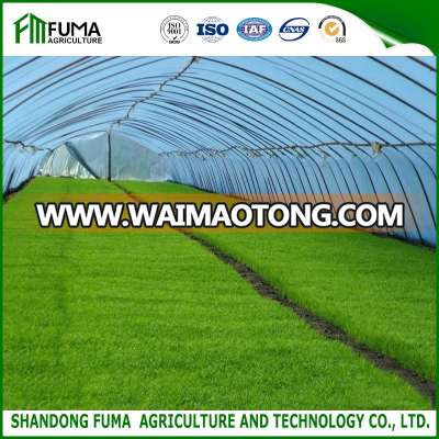 FM Low Cost Agricultural Single-span Tunnel Greenhouse