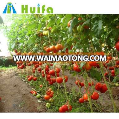 Hot Sale china vegetable tomato Greenhouse with drip irrigation system for sale